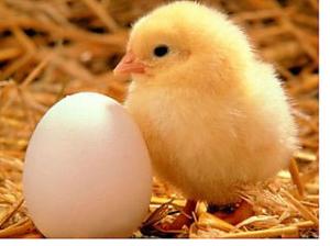 Chicken or the Egg Brush or Floss? The chicken or the egg?