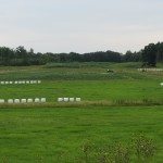 Marshmallows in the field on North Pond Road in Warren, Maine