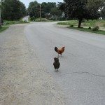 Why did the chicken cross the road? To get to Dr. Medina's Seasons of Smiles Dental office in Camden, Maine, of course!!