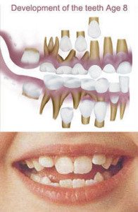 8 year old dental development