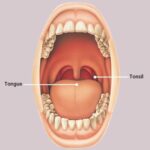 Throat Anatomy