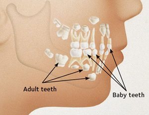Adult teeth start to form under the baby teeth. After the baby teeth are shed, the adult teeth will erupt through the gums.