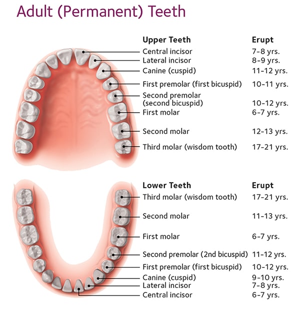 Adult teeth